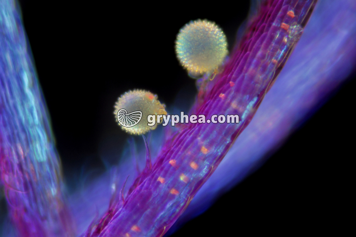 Germination pollen Mauve stigmate x50 - gryphea.com